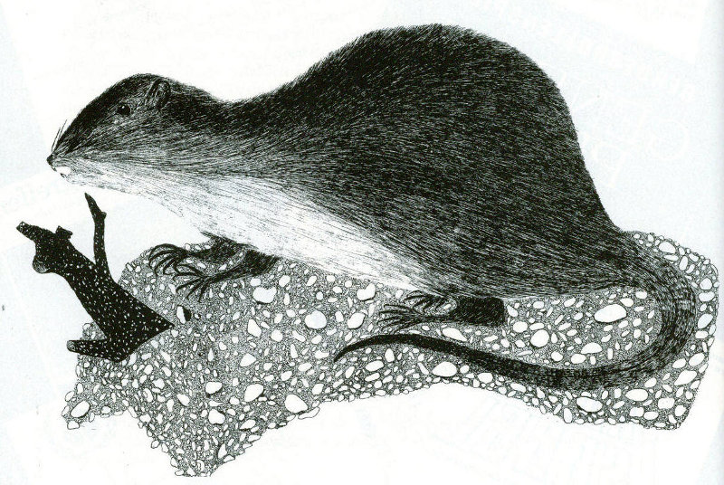 Ratte